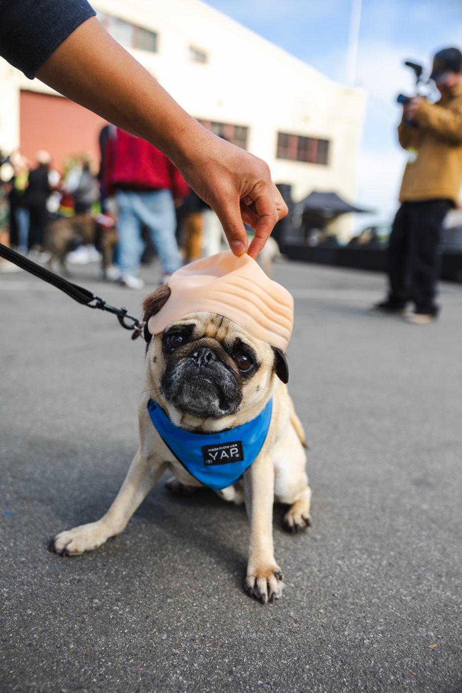 A pug at the tailgate wearing a Brian bald cap
